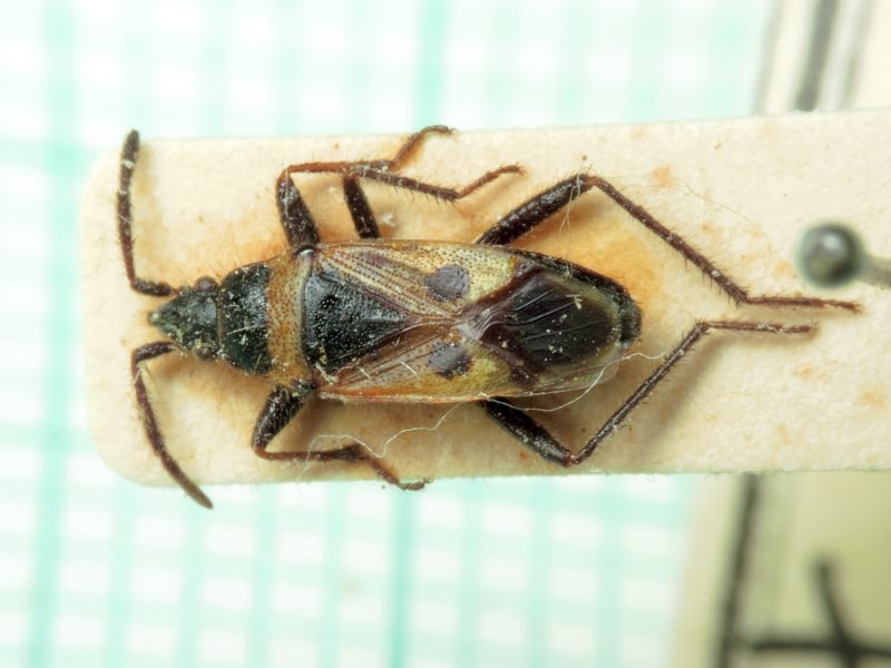 Lasiocoris crassicornis (Lucas, 1849)